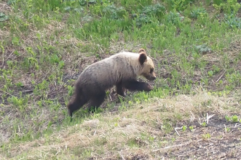 北海道・大雪山の白雲岳避難小屋に若いヒグマが出没！ 私が観察した