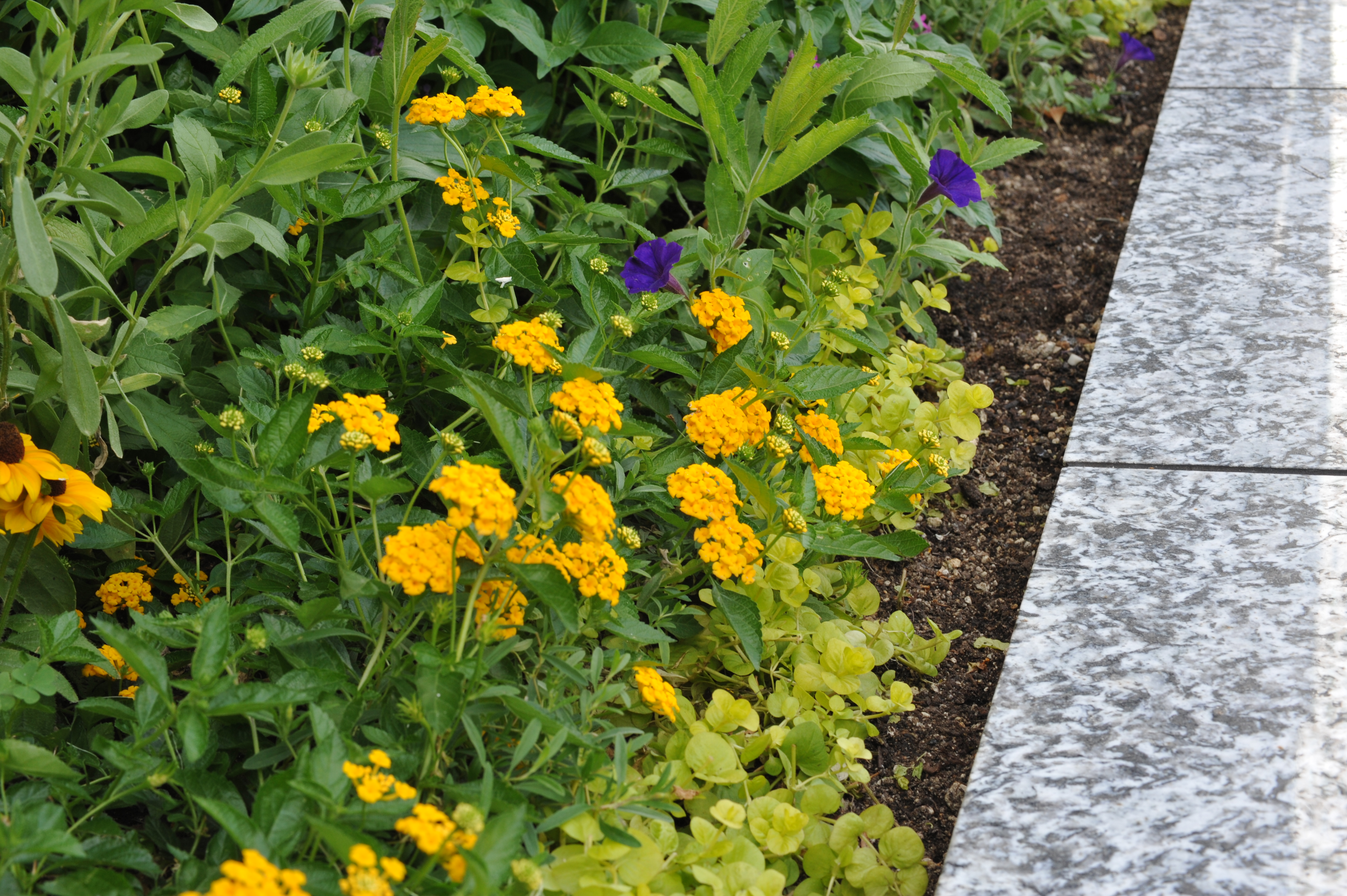 カメラの八百富｜稀少品 トキナー TOKINA AT-X 60-120mm F2.8 AT-X120