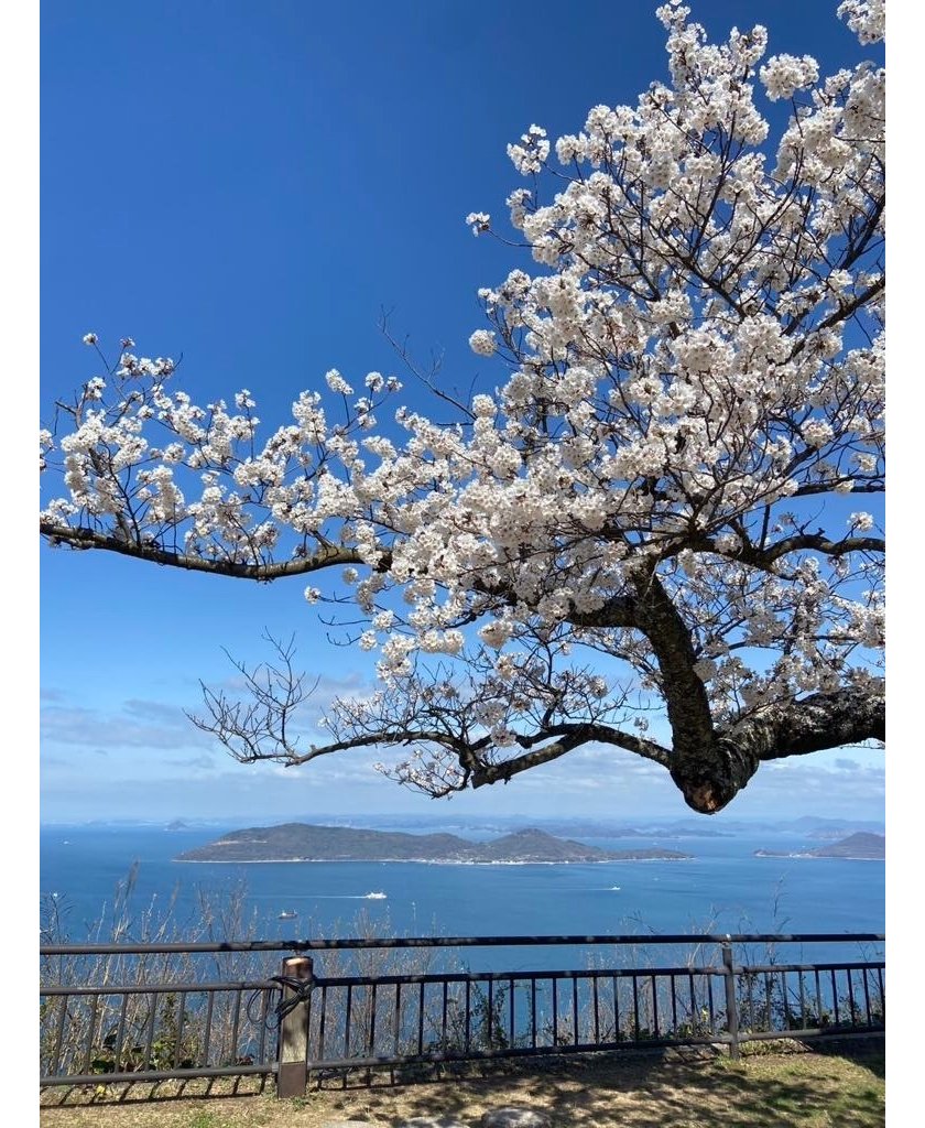 屋島 桜開花状況2025 | お知らせ | 香川県高松市「屋島」の公式観光