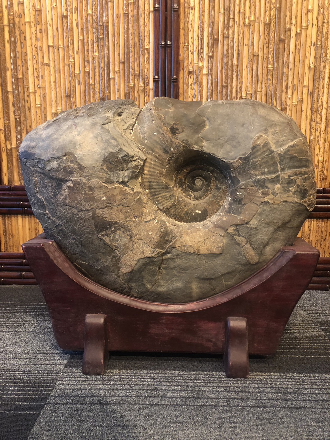 これ以上古いものありますか？白亜紀 化石 大きなアンモナイト 置物