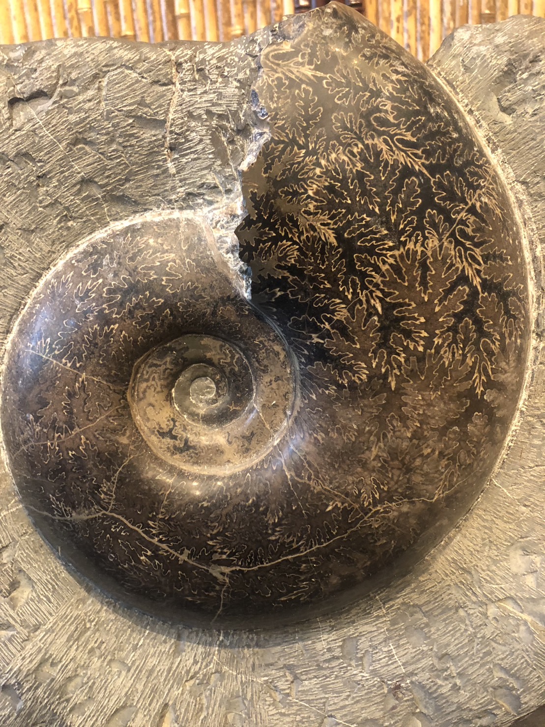 これ以上古いものありますか？白亜紀 化石 大きなアンモナイト 置物