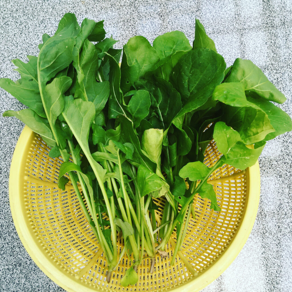 ルッコラの収穫時期と方法を農家が教えます【ルッコラの育て方