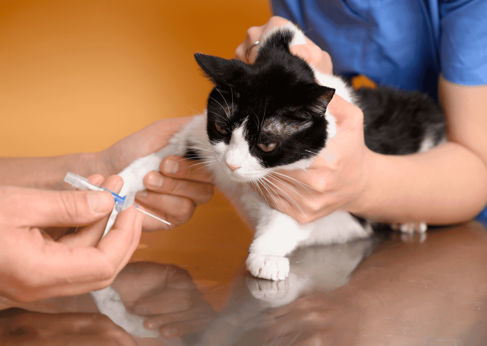 料金案内 | 結城チロロ動物病院 | さいたま市 浦和区 緑区 見沼区 大宮区