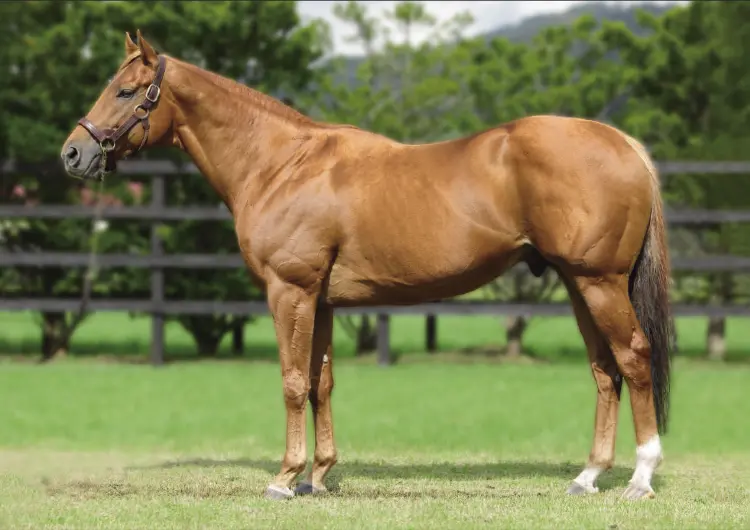 優駿スタリオンステーション 種牡馬 -2025- のご案内 - 優駿