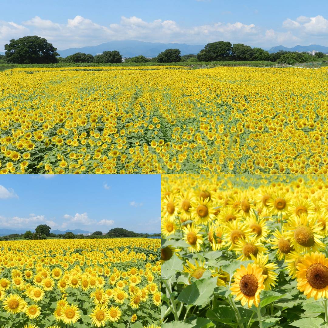 2024ひまわり成長日記 | フォトギャラリー | 座間市観光協会