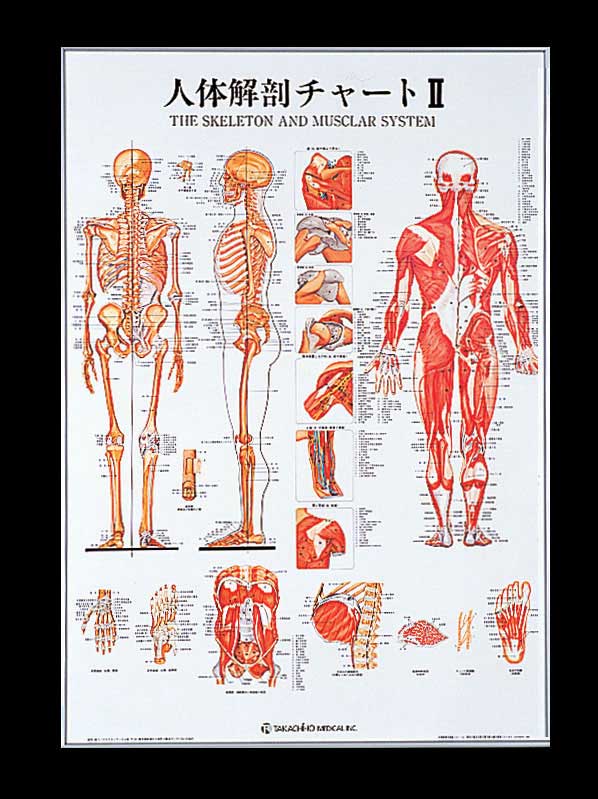 人体解剖チャートⅡ（アルミパネル入） | 全医療器