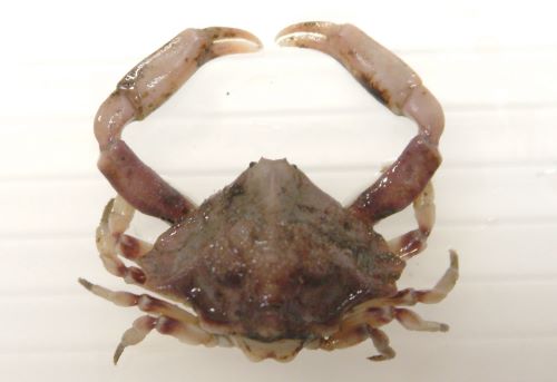 オオロッカクコブシ (ハバヒロロッカクコブシガニ) | 市場魚貝類図鑑