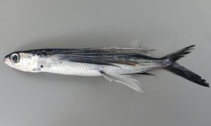 ハマトビウオ | 魚類 | 市場魚貝類図鑑