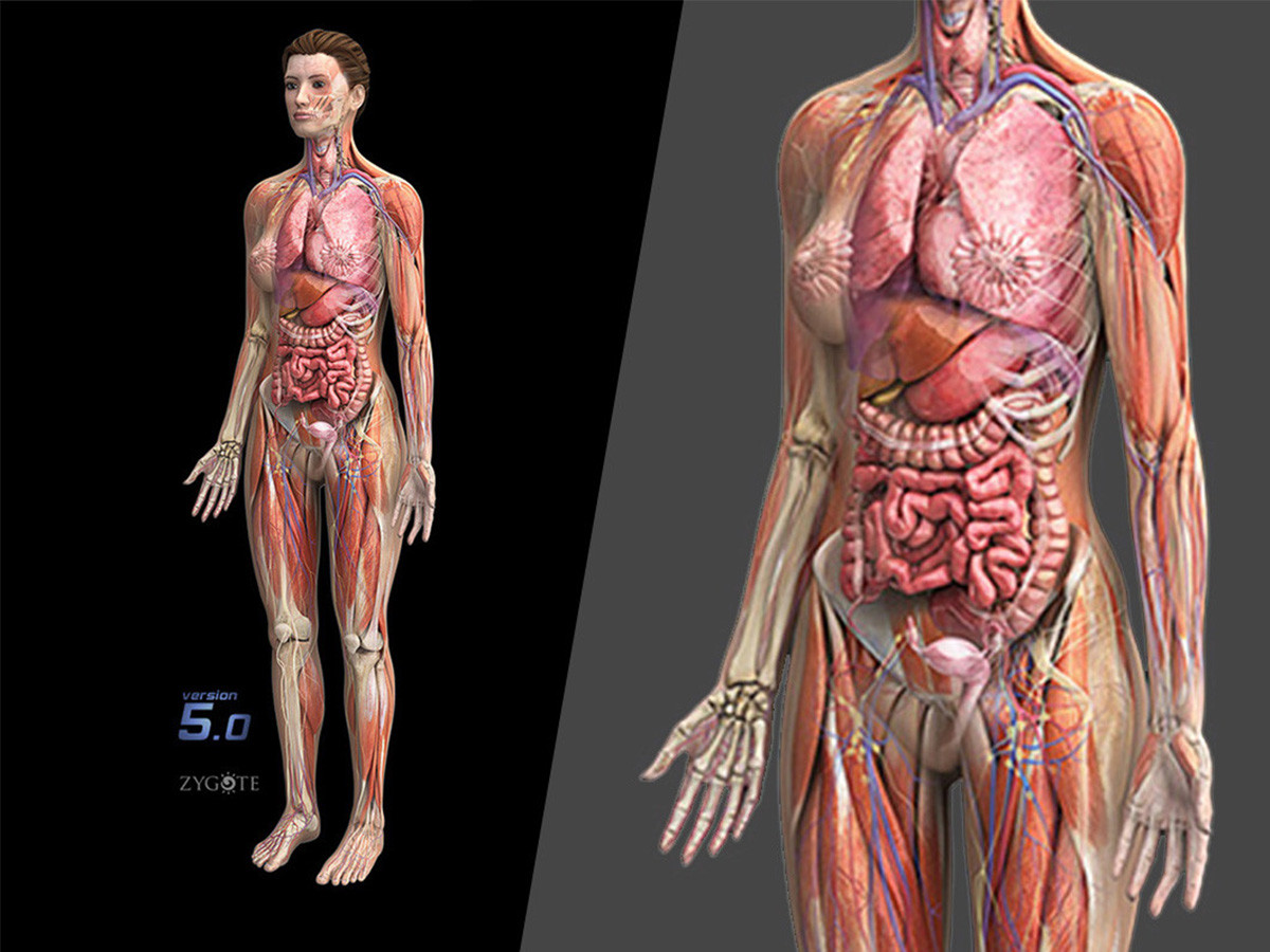 Zygote::Complete 3D Female Anatomy Model | Medically Accurate | Human
