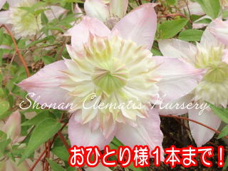 湘南クレマチス園 - 五弓桃万重