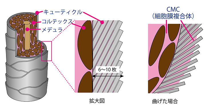 髪本来のハリコシを | ニュースルーム | KEK