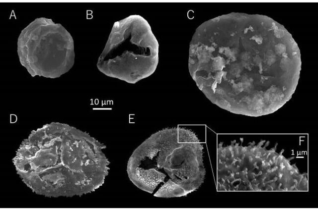 岩手県から日本最古の植物化石を発見 – 北海道大学 大学院理学研究院