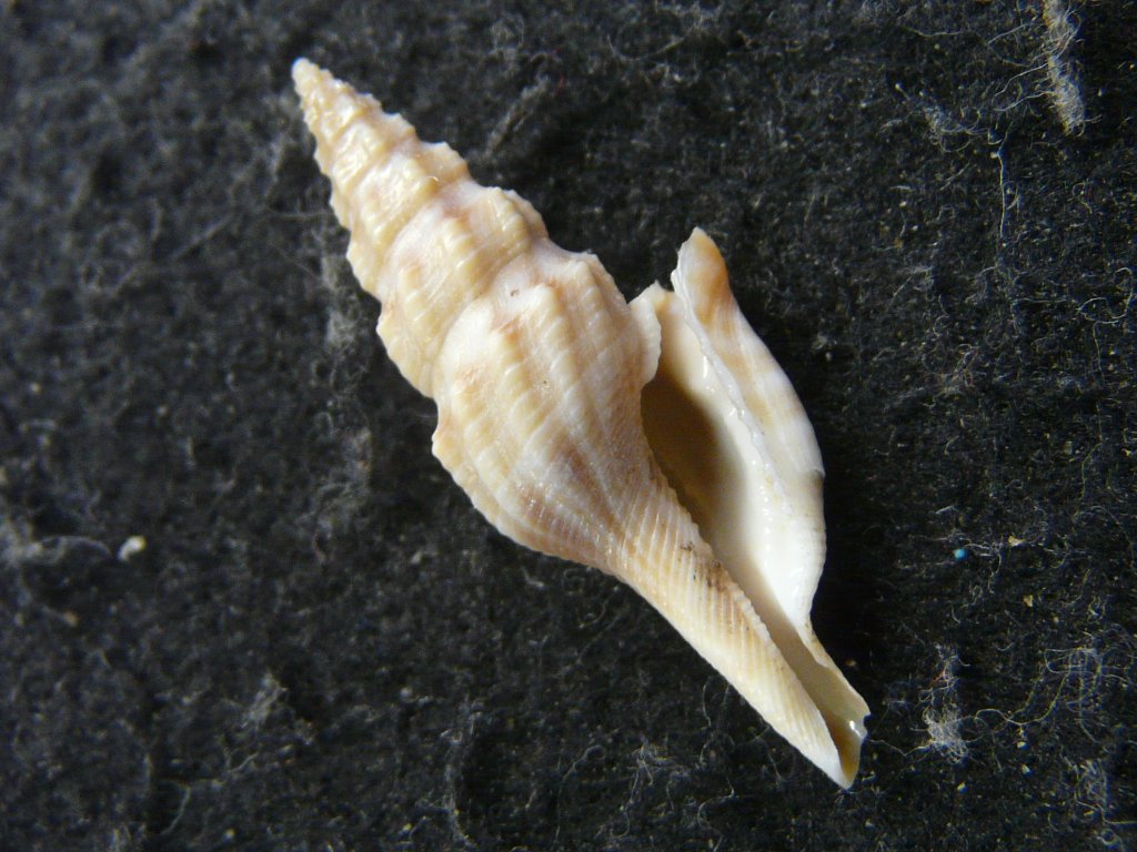 クダマキガイ科｜貝殻標本店「F]