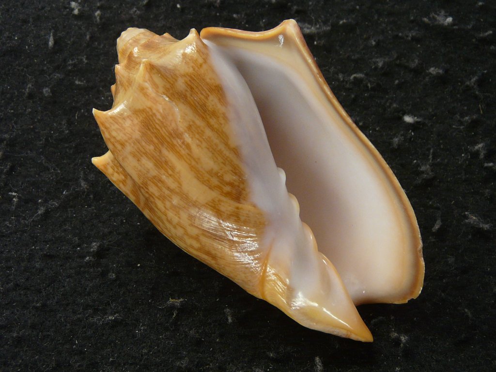 ガクフボラ科｜貝殻標本店「F]