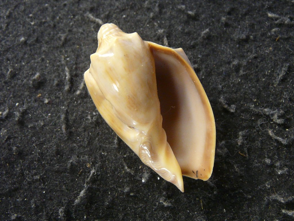 ガクフボラ科｜貝殻標本店「F]