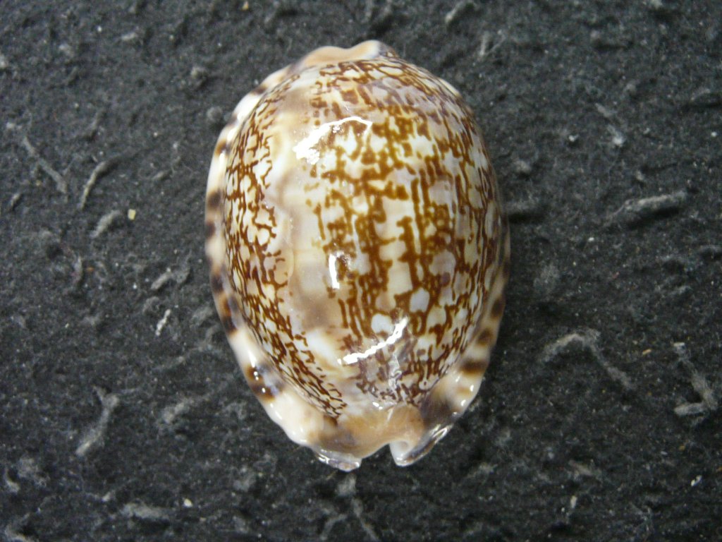 タカラガイ科｜貝殻標本店「F]