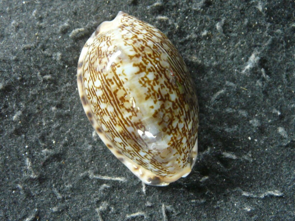 タカラガイ科｜貝殻標本店「F]