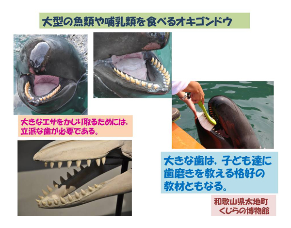 イルカの歯のふしぎ その6／ハクジラの歯 | 岡崎 好秀 先生 | モリタ