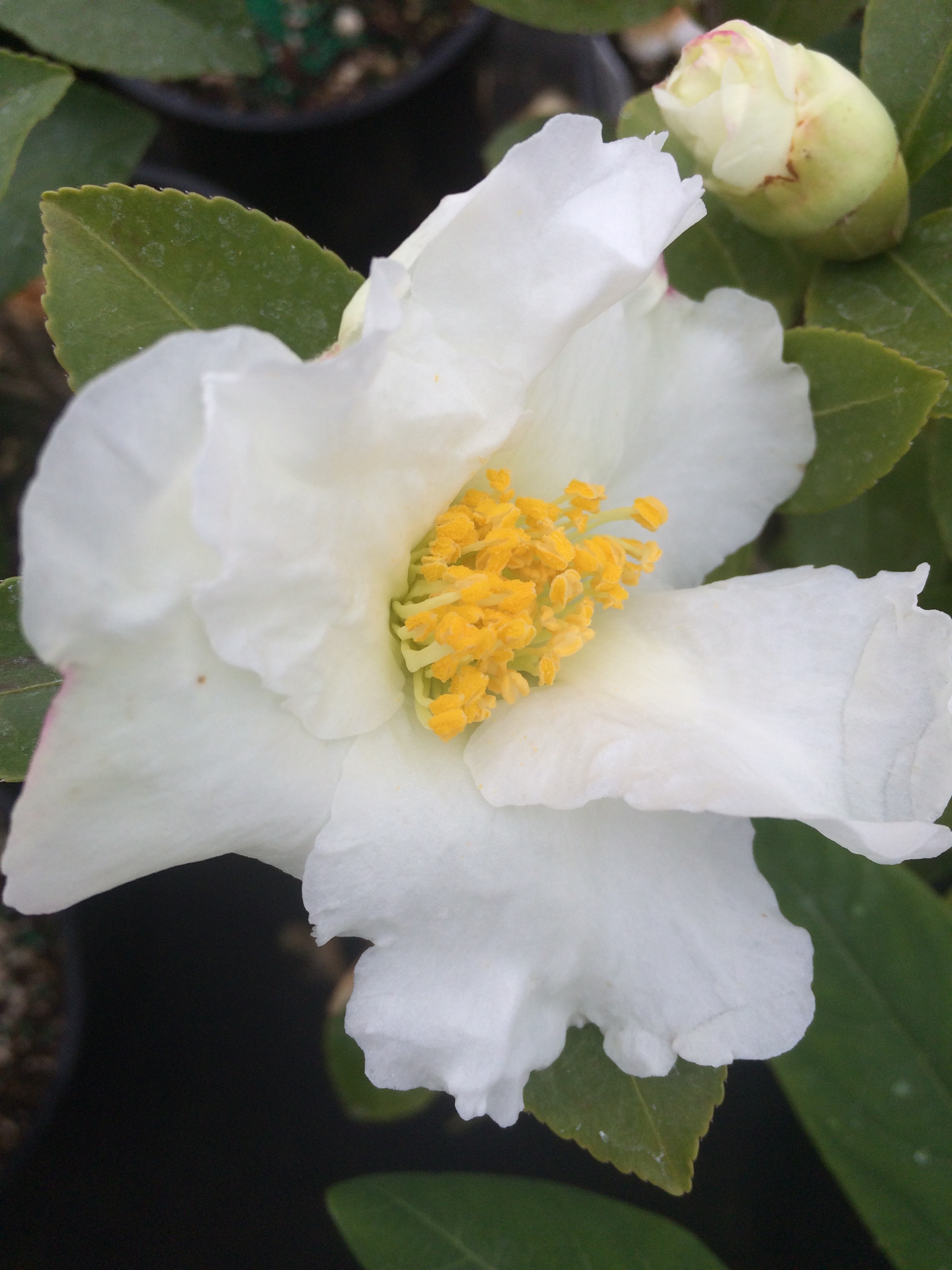 Camellia sasanqua 'Setsugekka' - Xera Plants