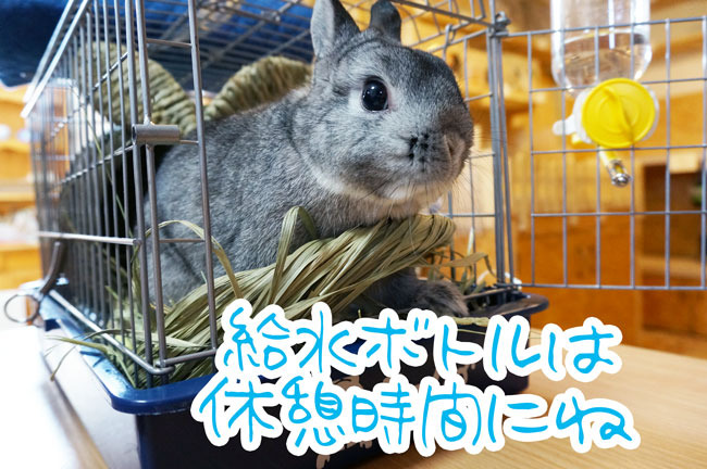 うさぎさんとおでかけ – ココロのおうちのうさぎLife