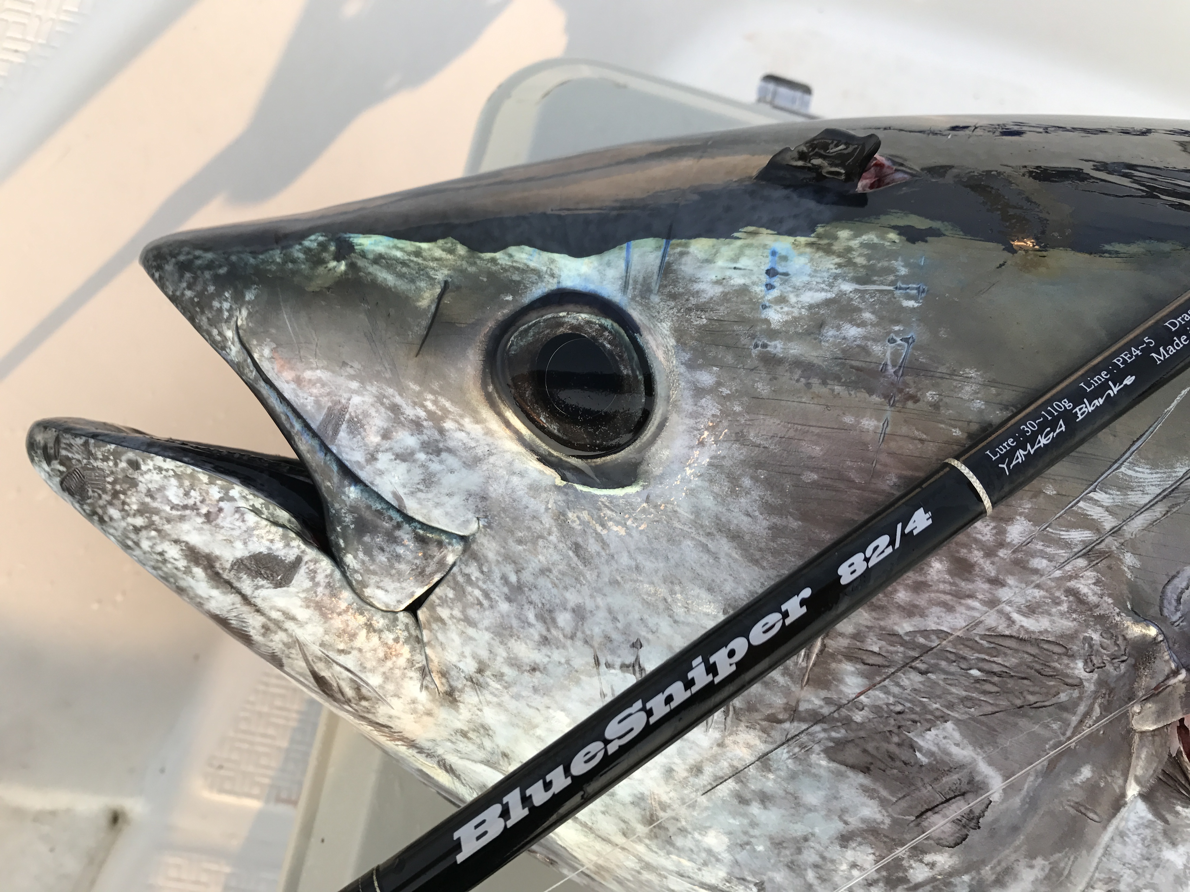 BlueSniper 82/4 釣果レポート | YAMAGA BlanksYAMAGA Blanks