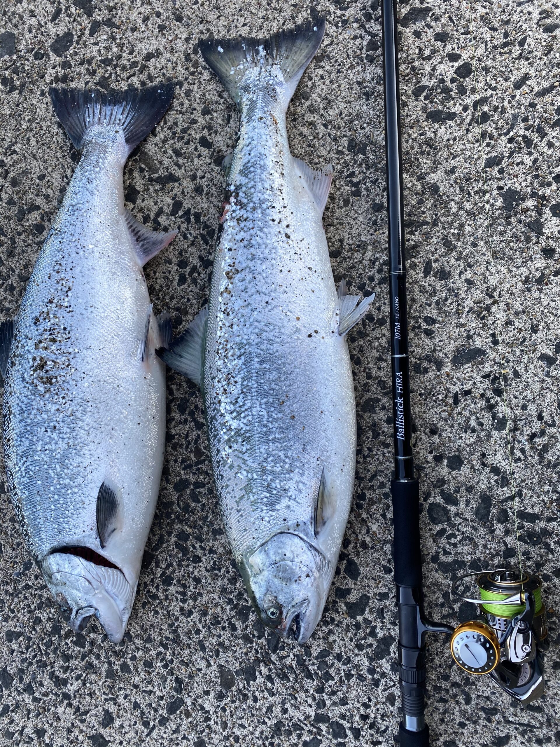 北海道】 海サクラ Ballistick HIRA 107M TZ NANO | YAMAGA