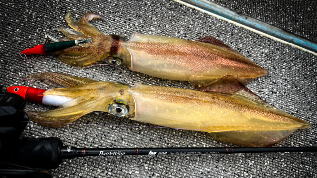 シーズン特集】いよいよシーズンイン!! イカメタルスタートガイド