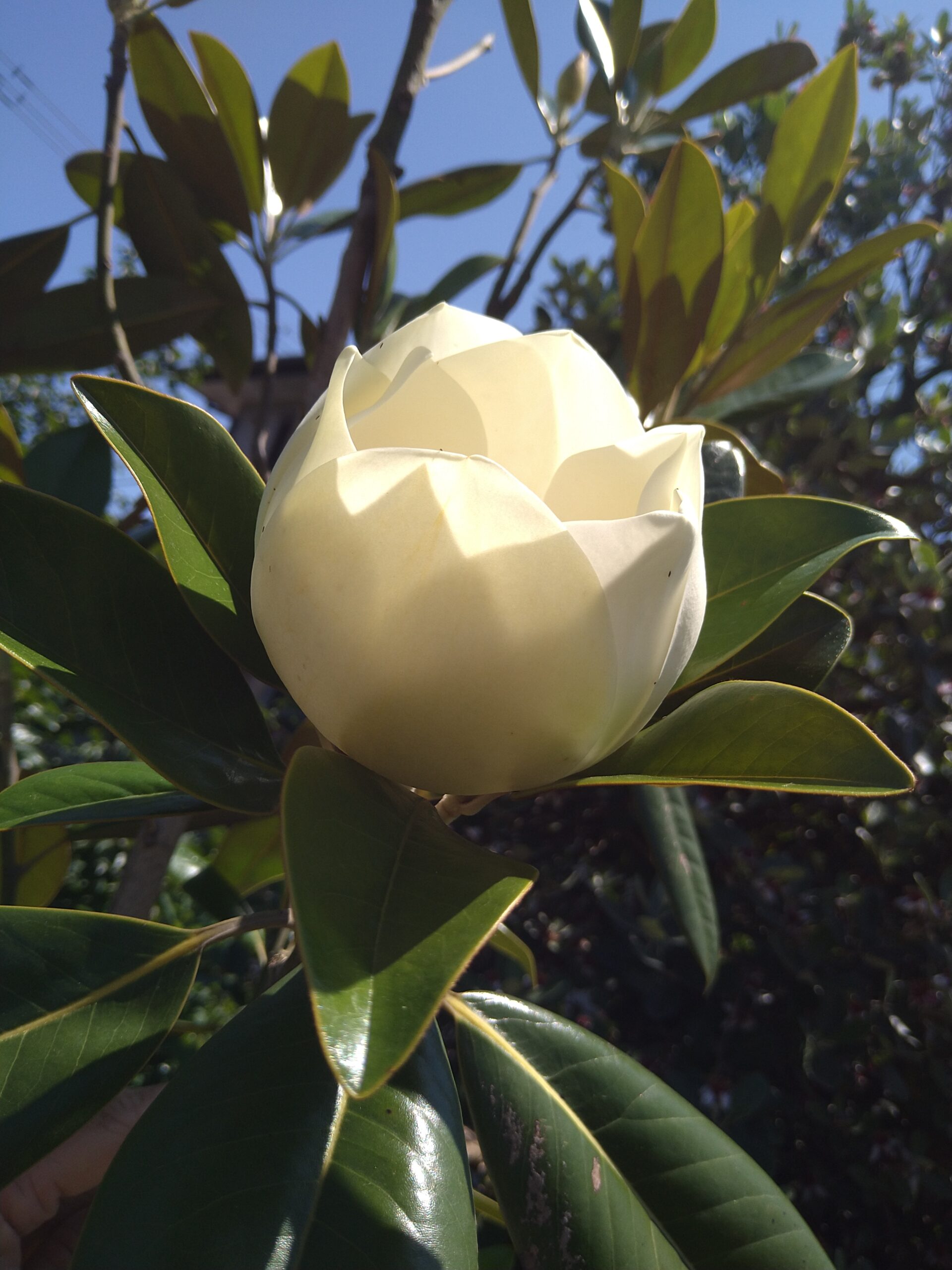 泰山木（タイサンボク） | 特大の白い花と美しい葉を持つ、風格ある