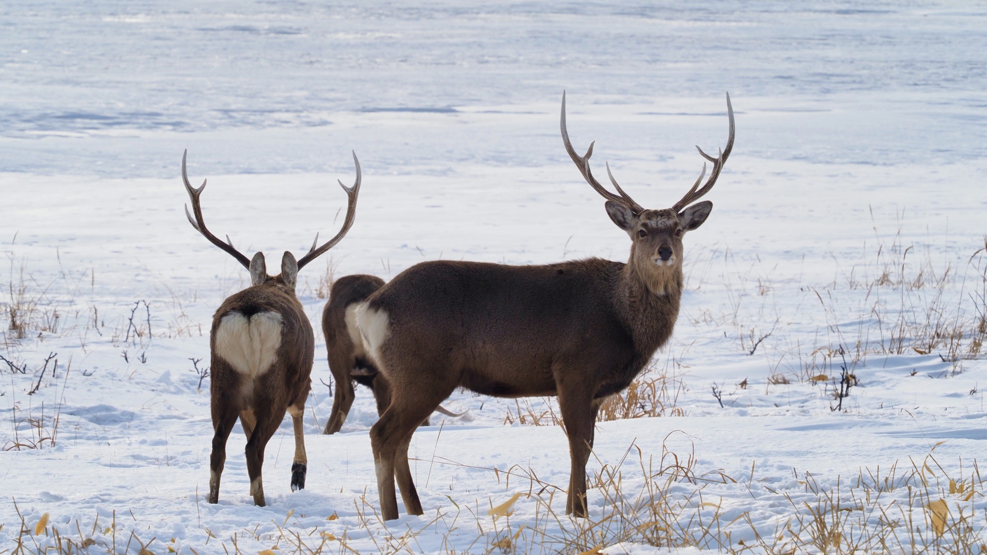 死んでも絡んだ角が離れない エゾシカ【衝撃写真】