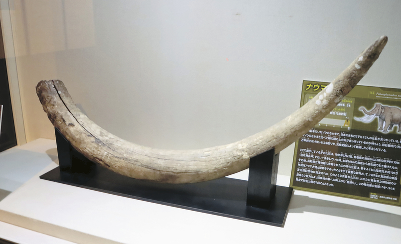 ナウマンゾウの牙の化石里帰り/萩博物館、古生物テーマに夏期特別展
