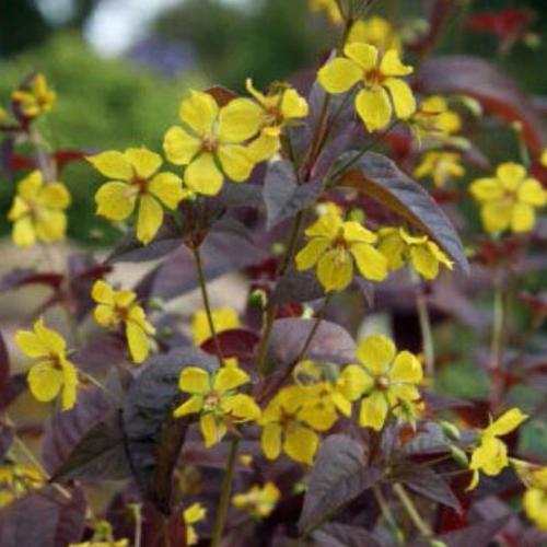 やましち山野草店 / リシマキア ファイアークラッカー ポット苗