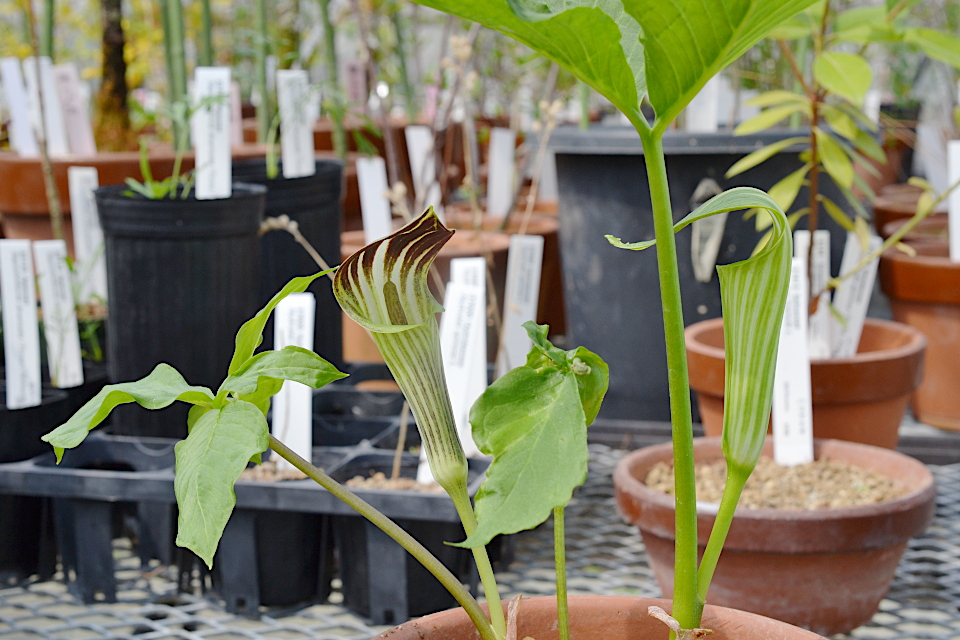 アムールテンナンショウ | 山科植物資料館