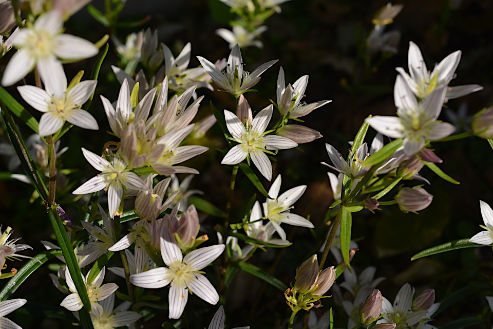 センブリ | 山科植物資料館
