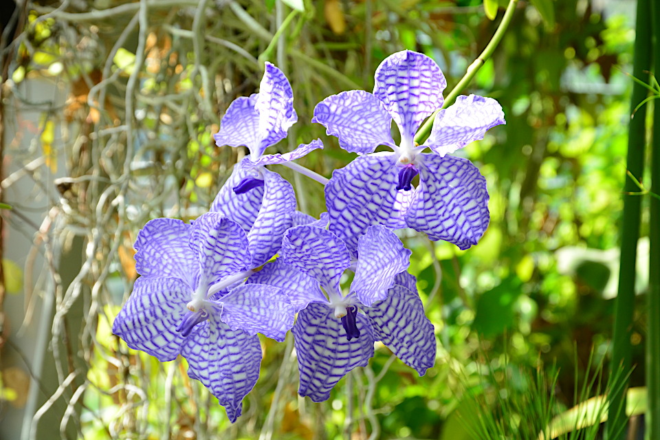 センブリ | 山科植物資料館
