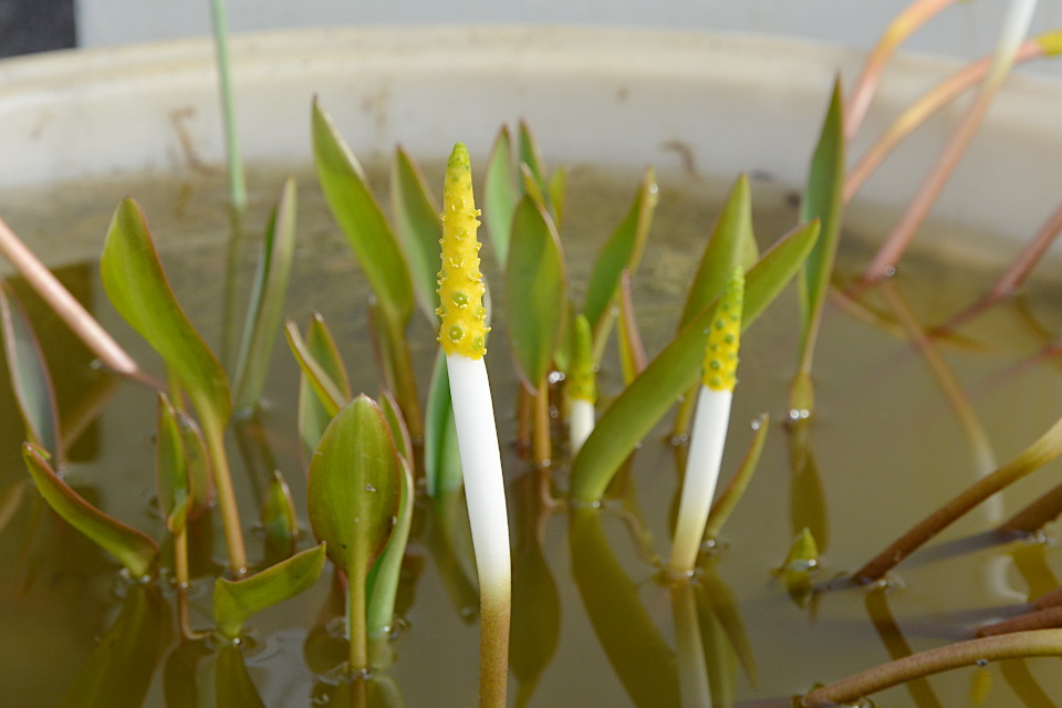水生植物 | 山科植物資料館