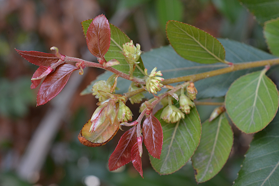 センブリ | 山科植物資料館