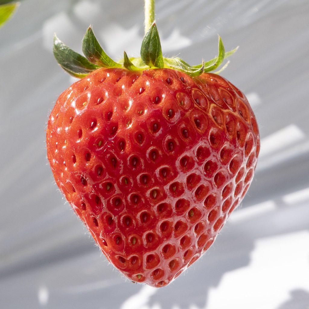 いちごの紹介 - 山笑う里