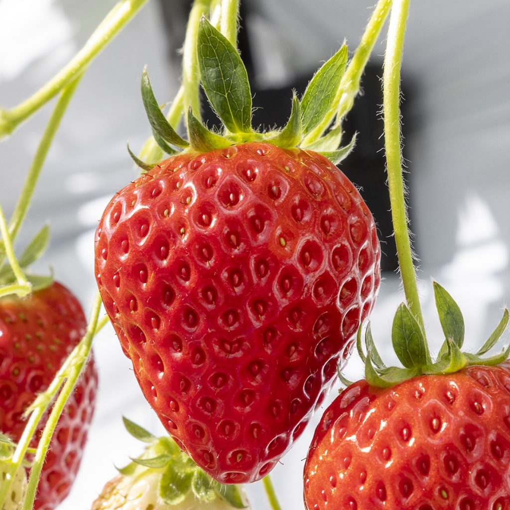 いちごの紹介 - 山笑う里