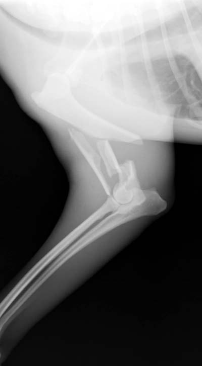犬の上腕骨骨折の手術（整形外科） | やまと動物病院やまと動物病院