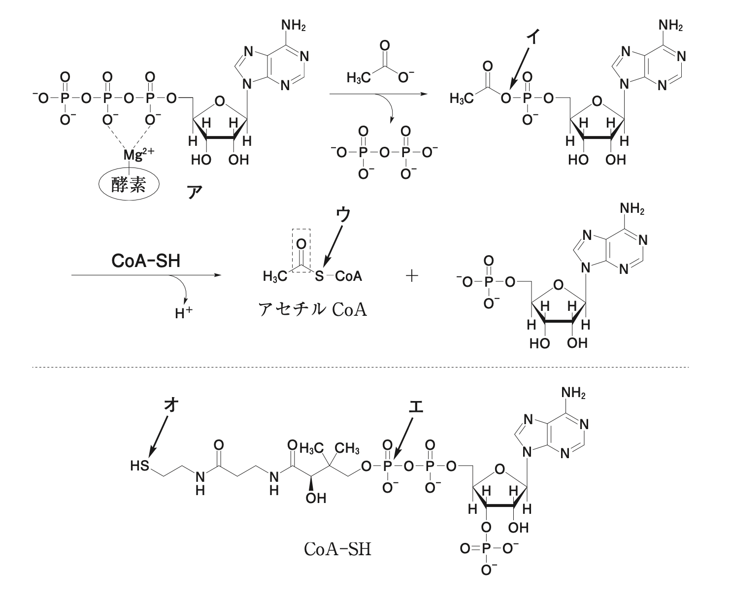 第110回薬剤師国家試験 問105 - yakugaku lab