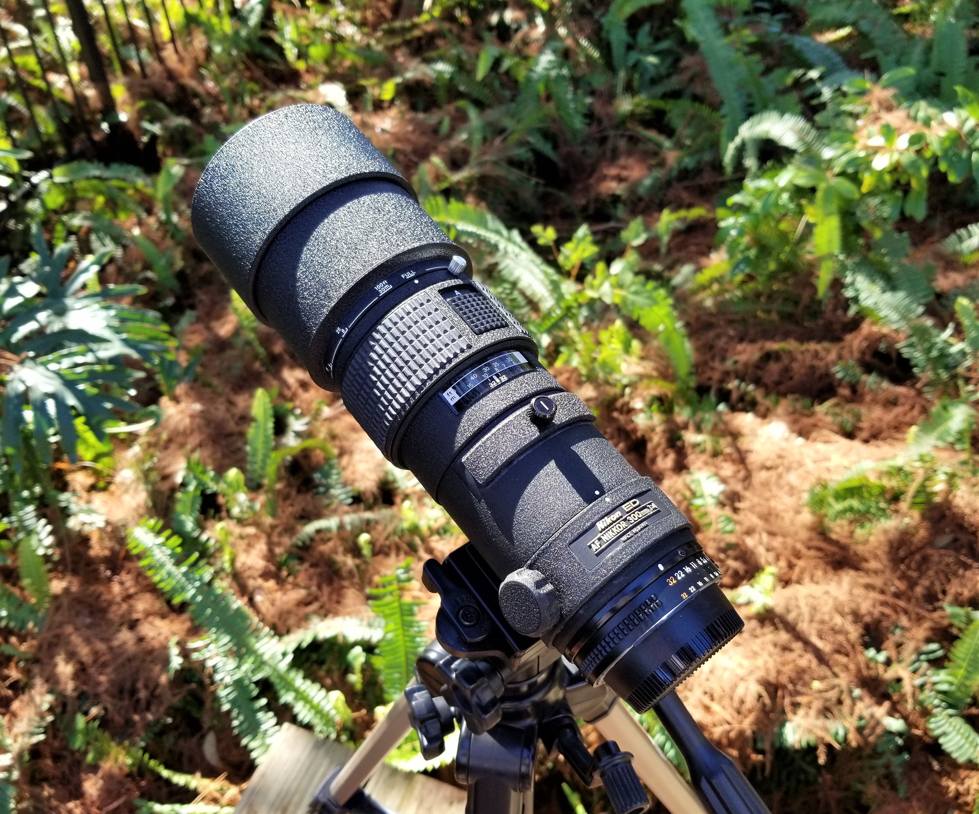 Testing my Nikon AF Nikkor 300mm f4 ED lens | Chasing Classic