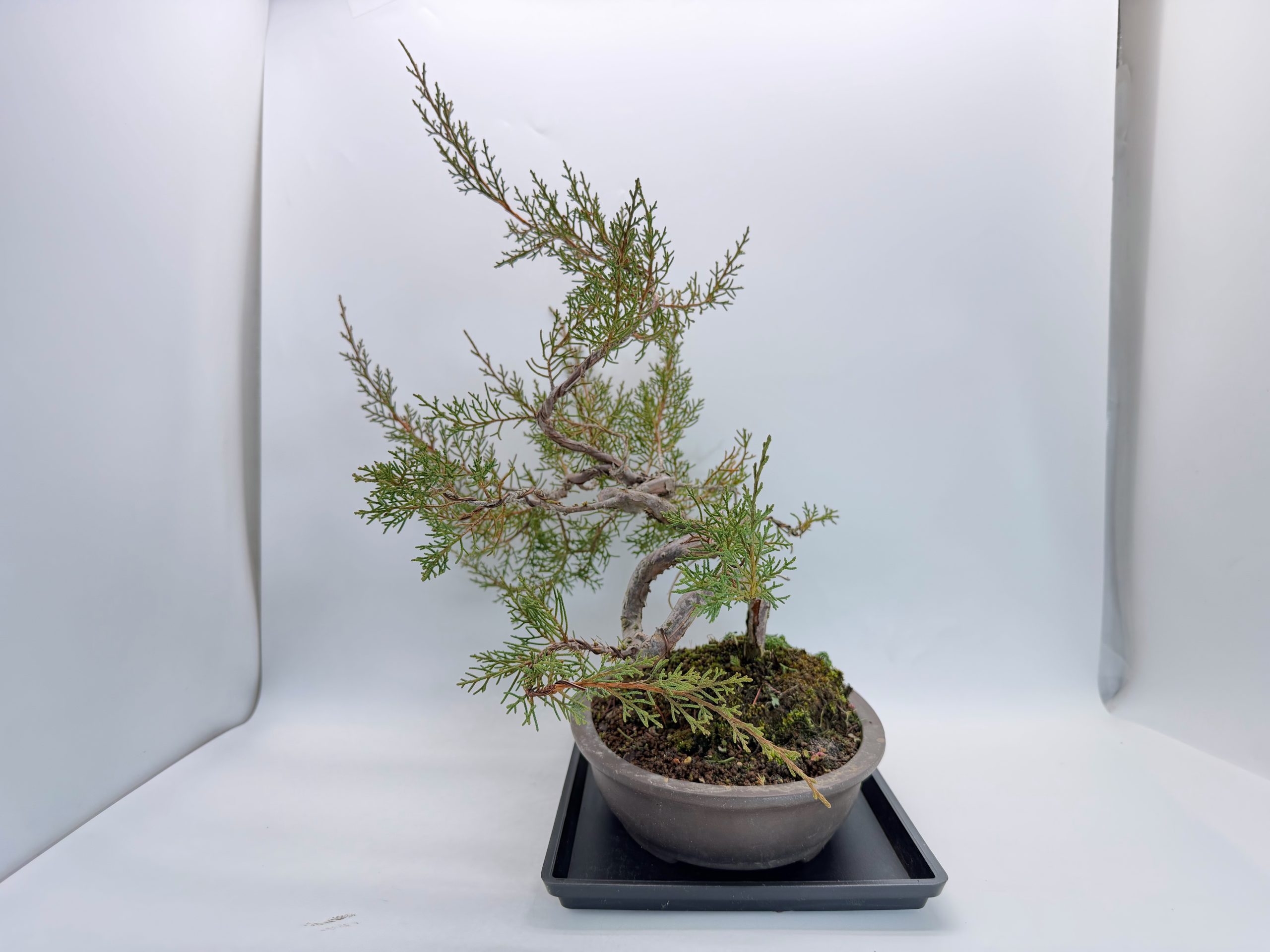 糸魚川真柏 - WabiSabi.jp