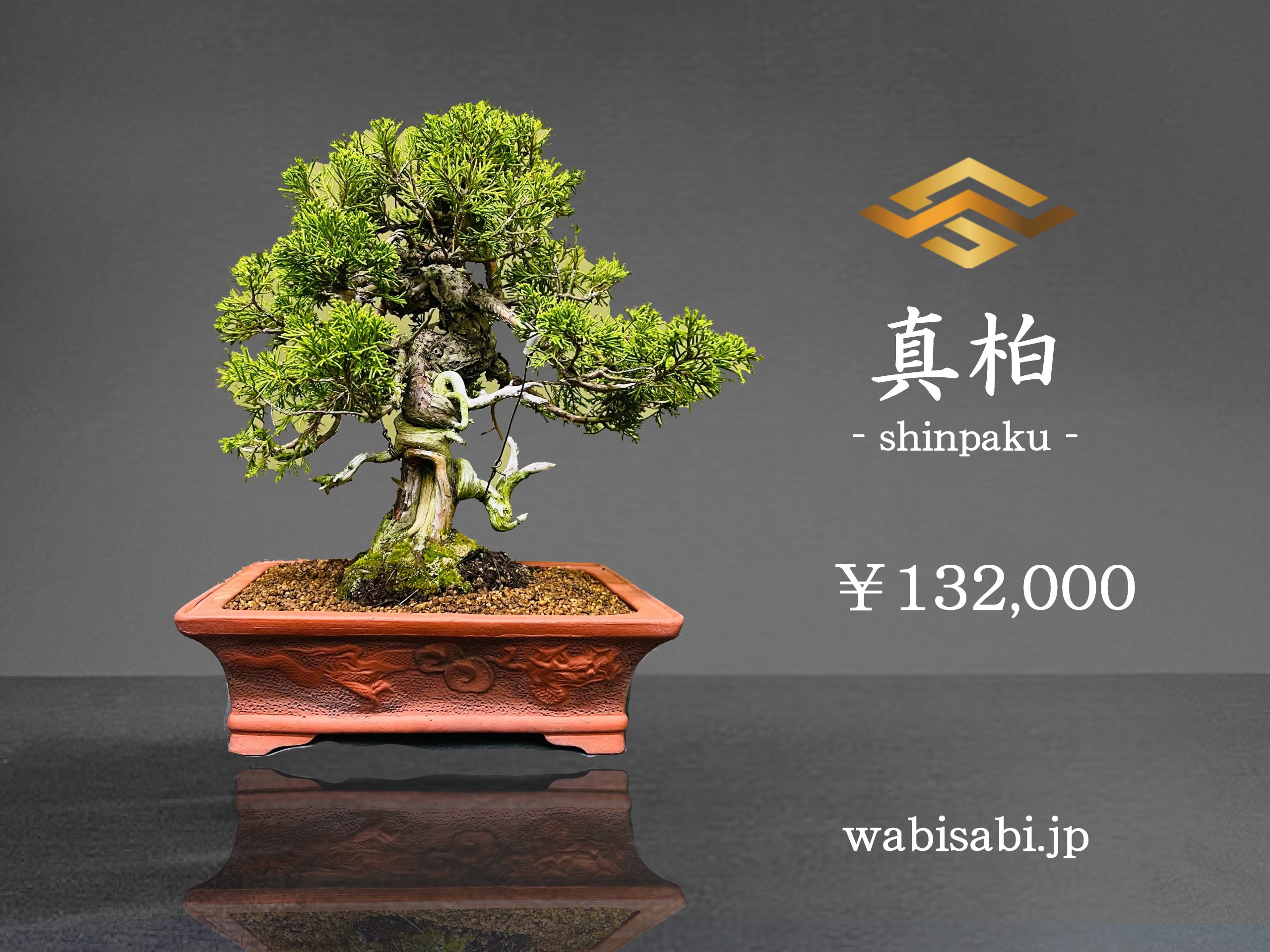 真柏 - WabiSabi.jp