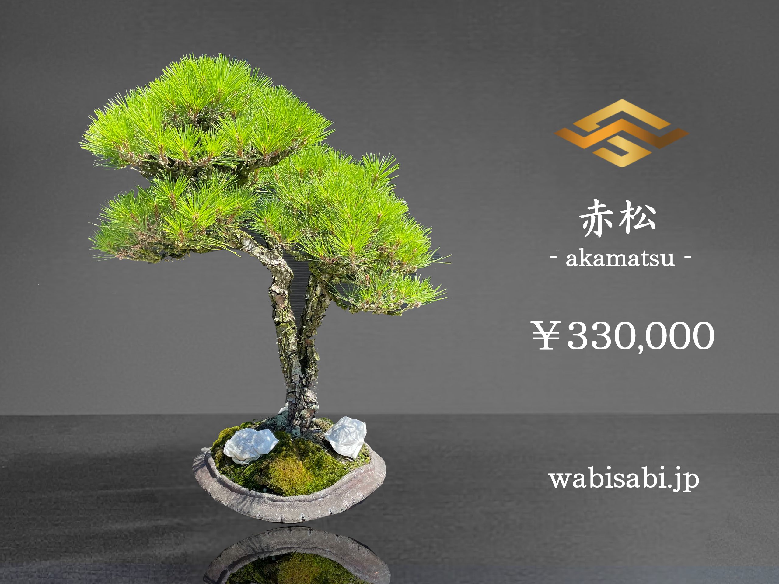 赤松 - WabiSabi.jp