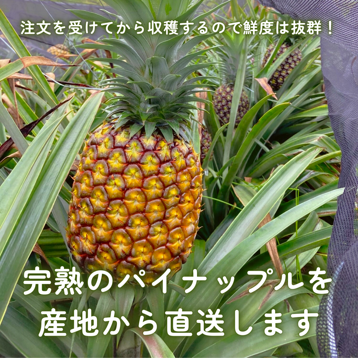 送料無料】もぎたて産地直送！沖縄県西表島産パイナップル