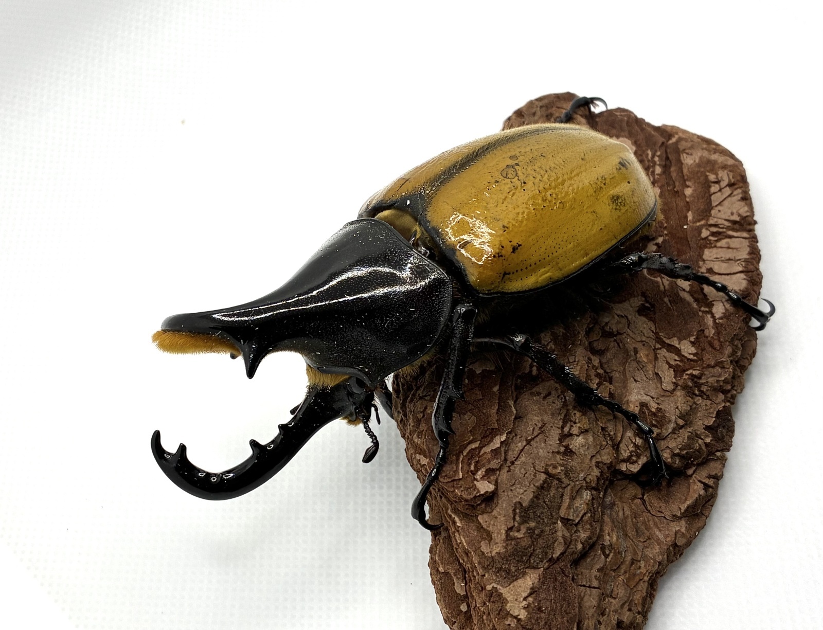 ヘラクレス エクアトリアヌス ♂85mmB品（角曲がり） - 昆虫