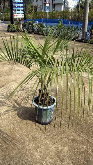 ココスヤシ｜株式会社洋香園（公式ホームページ）