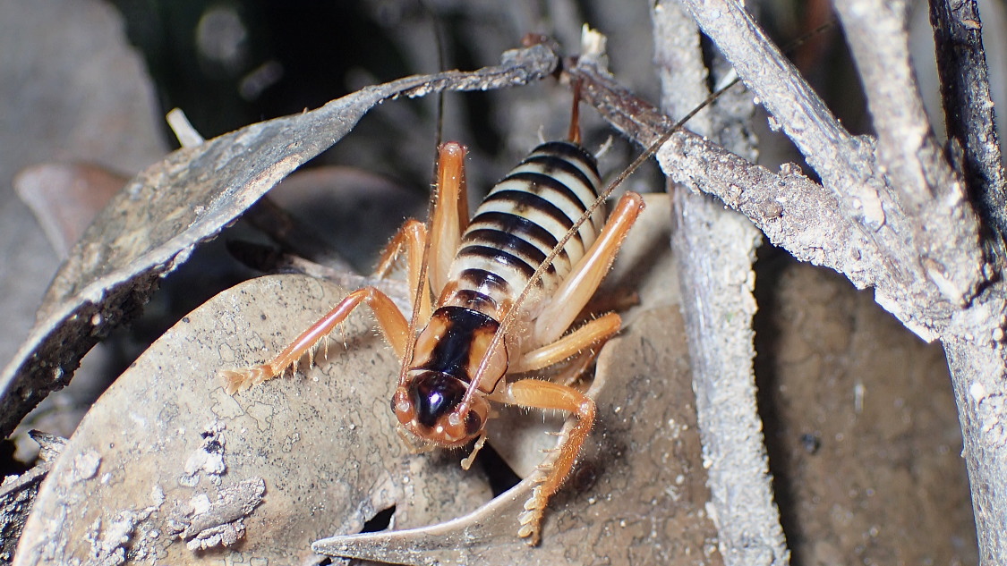 タテスジコバネコロギス