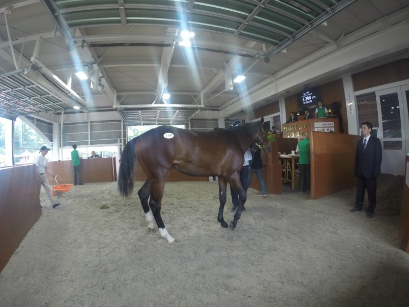 高橋義忠厩舎» セレクトセール2015リポート