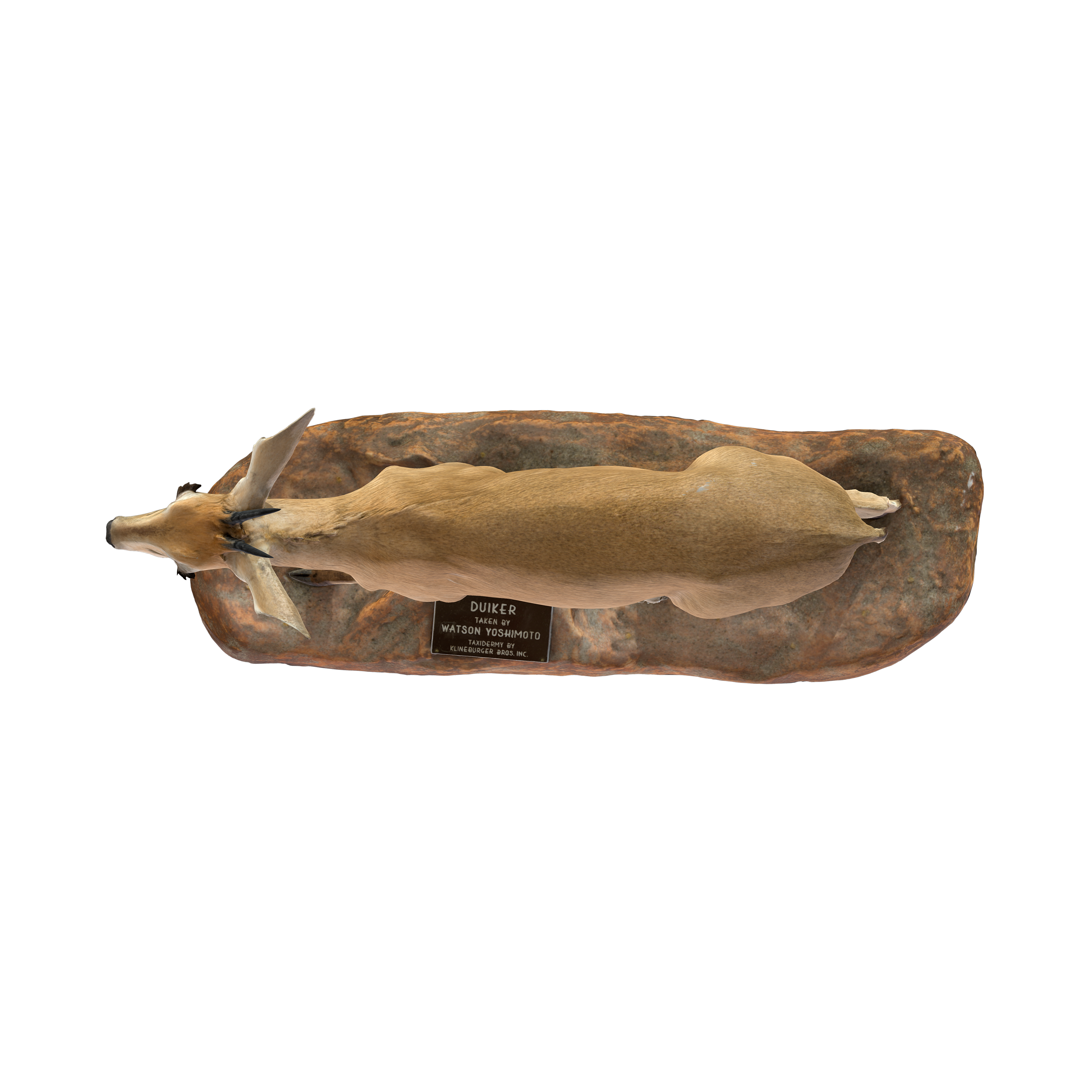 NSMTM32403 | Yoshimoto 3D